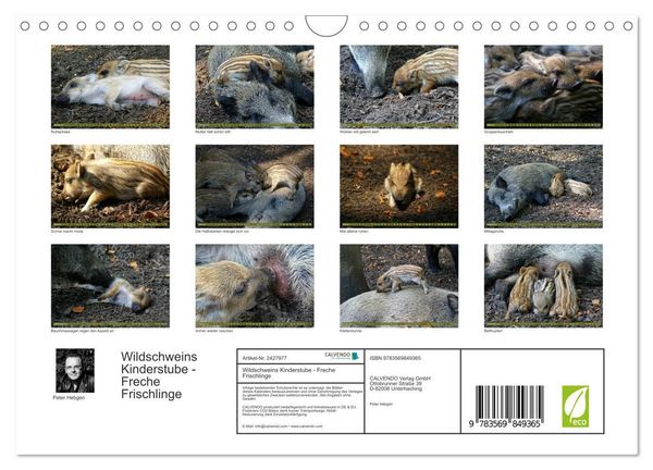 Produktbild: Wildschweins Kinderstube - Freche Frischlinge (Wandkalender 2027 DIN A4 quer), CALVENDO Monatskalender