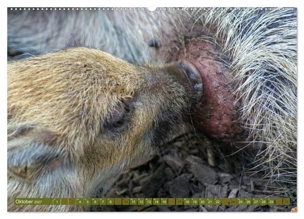 Produktbild: Wildschweins Kinderstube - Freche Frischlinge (Wandkalender 2027 DIN A2 quer), CALVENDO Monatskalender