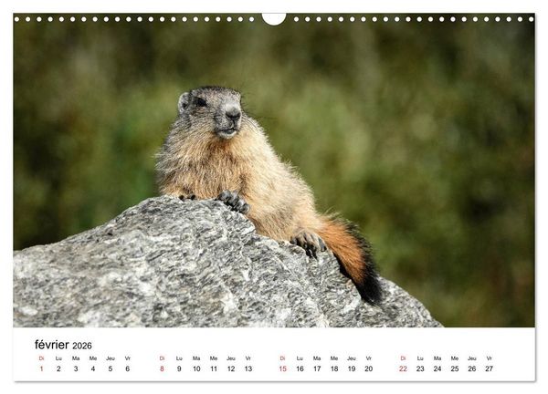 Produktbild: Le monde des marmottes en Haute Maurienne (Calendrier mural 2026 DIN A3 vertical), CALVENDO calendrier mensuel