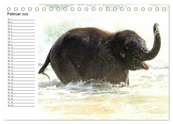 Produktbild: Elefanten - Wasserspa&szlig; am Strand (Tischkalender 2026 DIN A5 quer), CALVENDO Monatskalender