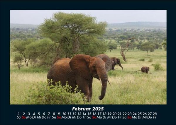 Produktbild: Elefanten - Die sanften Riesen Afrikas 2025 Fotokalender DIN A5