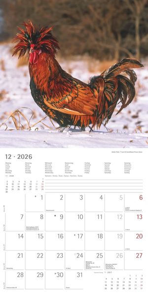 Produktbild: Hühner 2026 - Broschürenkalender 30x30 cm (30x60 geöffnet) - Kalender mit Platz für Notizen - Hühner - Bildkalender - Wandkalender - Hühnerkalender