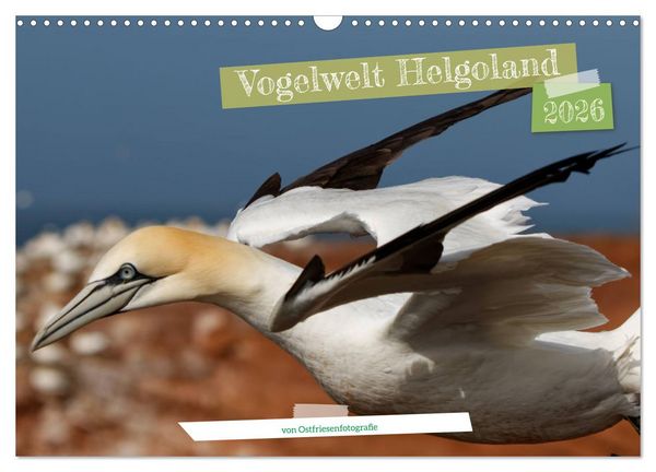 Produktbild: Vogelwelt Helgoland - von Ostfriesenfotografie (Wandkalender 2026 DIN A3 quer), CALVENDO Monatskalender