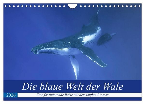 Produktbild: Die blaue Welt der Wale (Wandkalender 2026 DIN A4 quer), CALVENDO Monatskalender