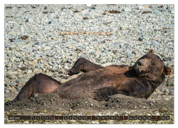 Produktbild: Grizzlyb&auml;ren im Katmai Nationalpark Alaska (Wandkalender 2026 DIN A2 quer), CALVENDO Monatskalender