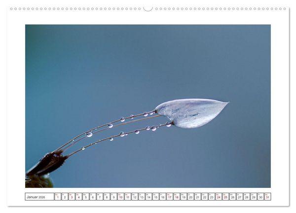 Produktbild: Zauberhafte Pusteblumen (hochwertiger Premium Wandkalender 2026 DIN A2 quer), Kunstdruck in Hochglanz