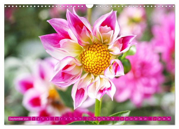 Produktbild: Liebenswerte Bl&uuml;ten (Wandkalender 2026 DIN A3 quer), CALVENDO Monatskalender