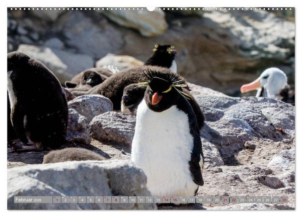 Produktbild: Einfach liebenswert diese Pinguine (hochwertiger Premium Wandkalender 2026 DIN A2 quer), Kunstdruck in Hochglanz