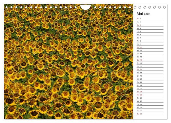 Produktbild: Ein Jahr lang Sonnenblumen (Wandkalender 2026 DIN A4 quer), CALVENDO Monatskalender