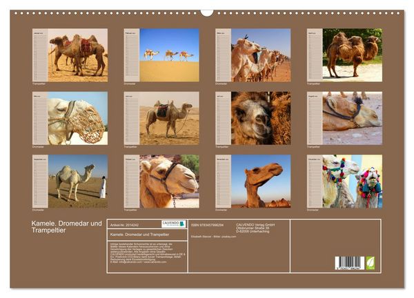 Produktbild: Kamele. Dromedar und Trampeltier (Wandkalender 2026 DIN A2 quer), CALVENDO Monatskalender