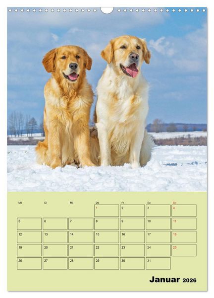 Produktbild: Jahresplaner Golden Retriever (Wandkalender 2026 DIN A3 hoch), CALVENDO Monatskalender