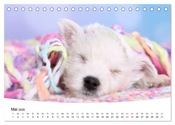 Produktbild: S&uuml;&szlig;e Tr&auml;ume 2026 - schlafende Hundewelpen (Tischkalender 2026 DIN A5 quer), CALVENDO Monatskalender