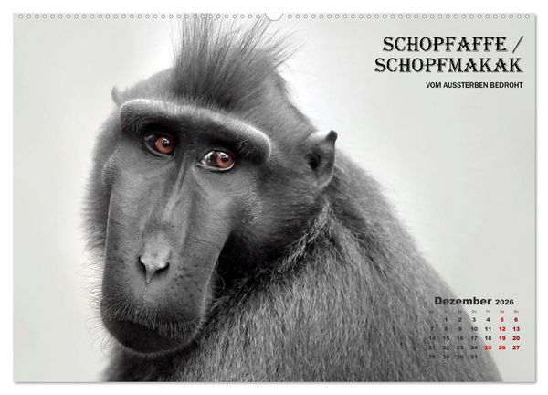 Produktbild: AFFENPORTR&Auml;TS (hochwertiger Premium Wandkalender 2026 DIN A2 quer), Kunstdruck in Hochglanz