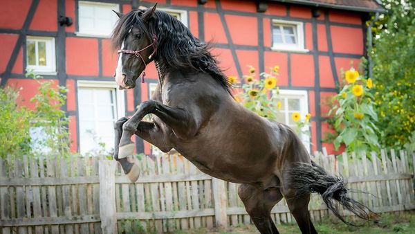 Produktbild: Ponyherz