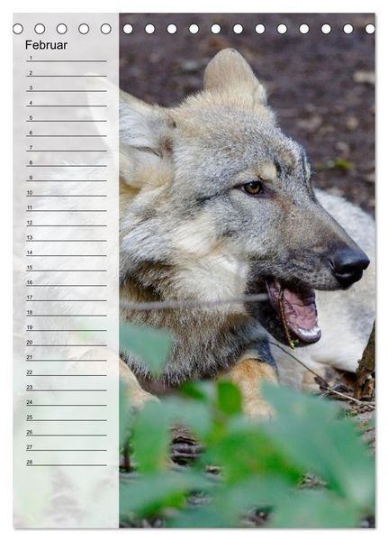 Produktbild: Der Wolf - Isegrim in den heimischen W&auml;ldern - Kalender 2026 (Tischkalender 2026 DIN A5 hoch), CALVENDO Monatskalender