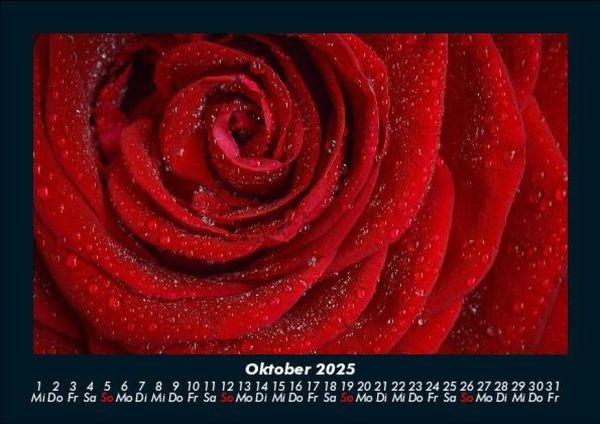 Produktbild: Rosen-Kalender 2025 Fotokalender DIN A5