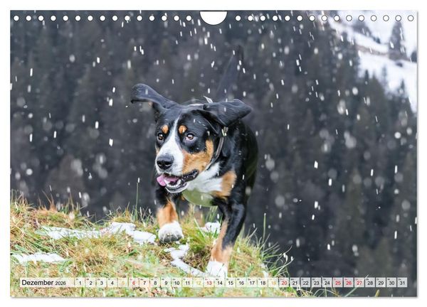 Produktbild: Entlebucher - Temperamentvolle Schweizer Sennenhunde (Wandkalender 2026 DIN A4 quer), CALVENDO Monatskalender