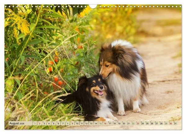 Produktbild: SHELTIES Liebe auf 4 Pfoten (Wandkalender 2026 DIN A3 quer), CALVENDO Monatskalender