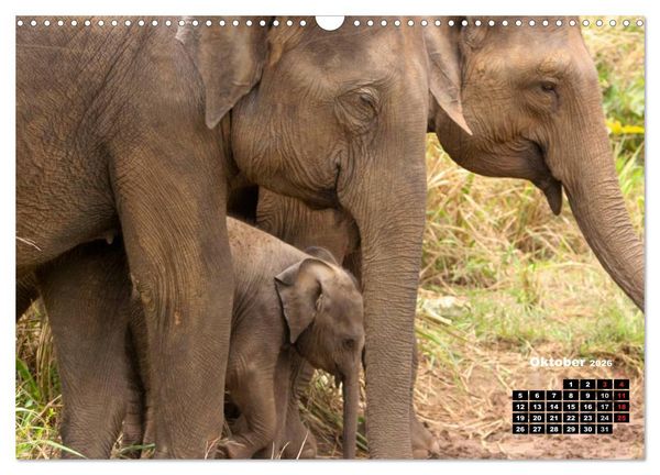 Produktbild: Bedrohte Riesen - Elefanten in Sri Lanka (Wandkalender 2026 DIN A3 quer), CALVENDO Monatskalender