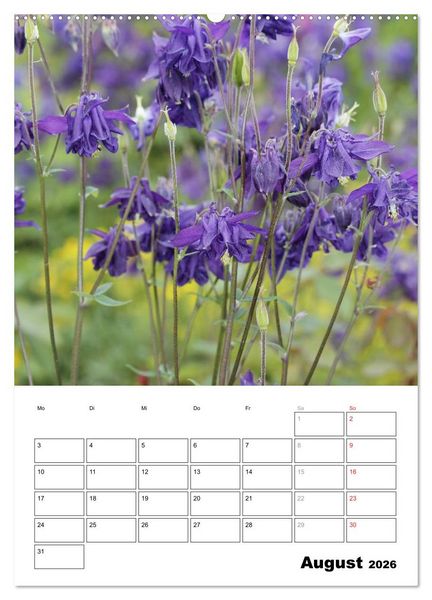 Produktbild: Zauberhafte Akeleien (hochwertiger Premium Wandkalender 2026 DIN A2 hoch), Kunstdruck in Hochglanz