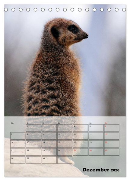 Produktbild: Erdm&auml;nnchen - Afrikas liebenswerte Zwerge (Tischkalender 2026 DIN A5 hoch), CALVENDO Monatskalender
