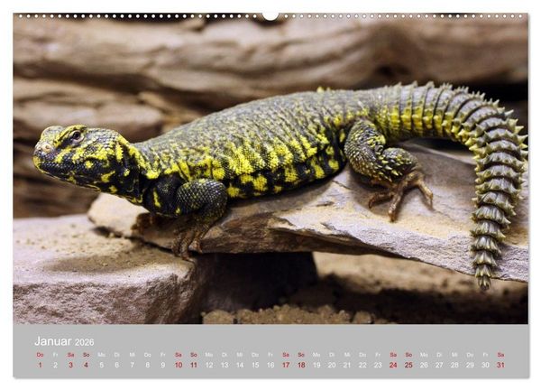 Produktbild: Terrarientiere (hochwertiger Premium Wandkalender 2026 DIN A2 quer), Kunstdruck in Hochglanz