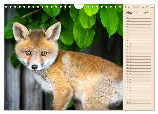Produktbild: Verspielte Fuchswelpen - Allein zu Haus' (Wandkalender 2026 DIN A4 quer), CALVENDO Monatskalender