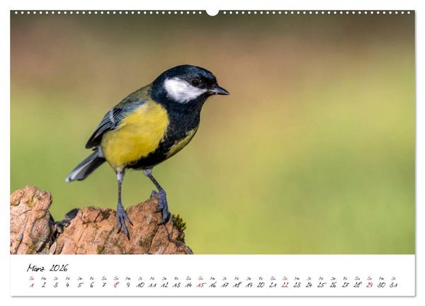 Produktbild: Heimische Vogelwelt (hochwertiger Premium Wandkalender 2026 DIN A2 quer), Kunstdruck in Hochglanz