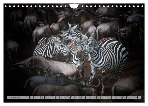 Produktbild: Emotionale Momente: Afrika Wildlife Part 2 / CH-Version (Wandkalender 2026 DIN A4 quer), CALVENDO Monatskalender