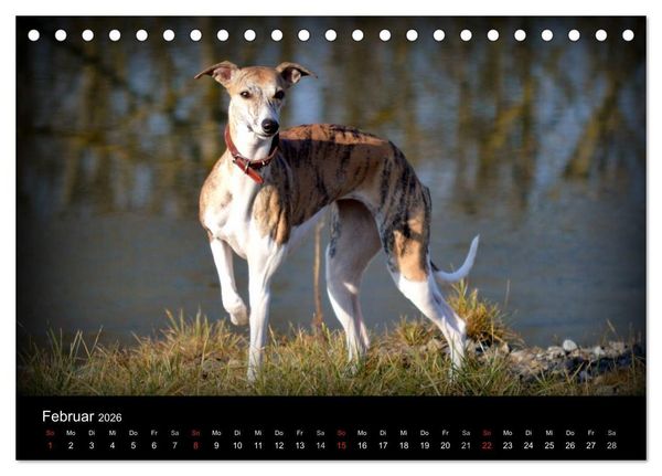 Produktbild: Whippet 2026 (Tischkalender 2026 DIN A5 quer), CALVENDO Monatskalender