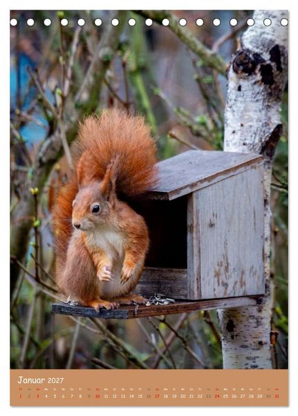 Produktbild: Unsere Eichh&ouml;rnchen - Naturmomente aus dem heimischen Garten (Tischkalender 2027 DIN A5 hoch), CALVENDO Monatskalender