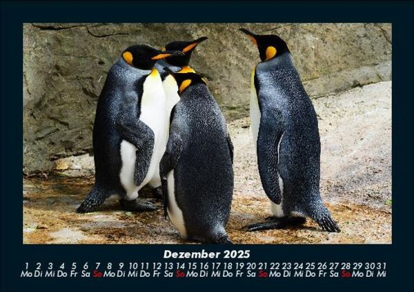 Produktbild: Pinguine & Eisb&auml;ren 2025 Fotokalender DIN A5