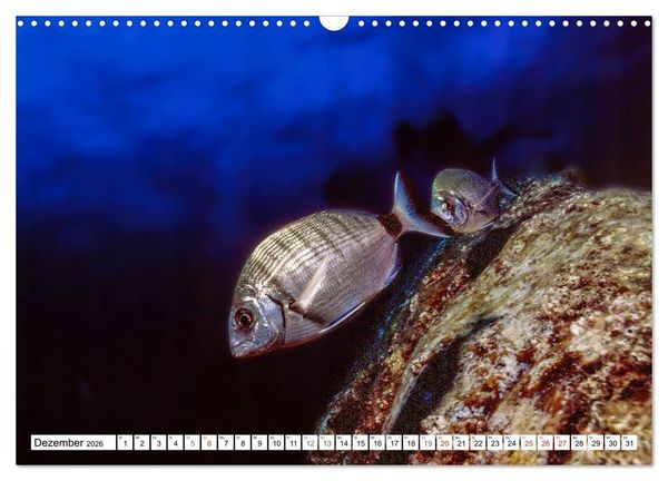 Produktbild: Tauchen im Mittelmeer (Wandkalender 2026 DIN A3 quer), CALVENDO Monatskalender