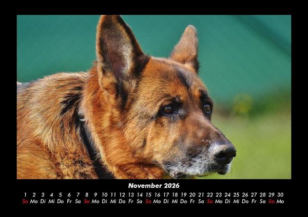 Produktbild: Tierkalender 2026 Fotokalender DIN A3