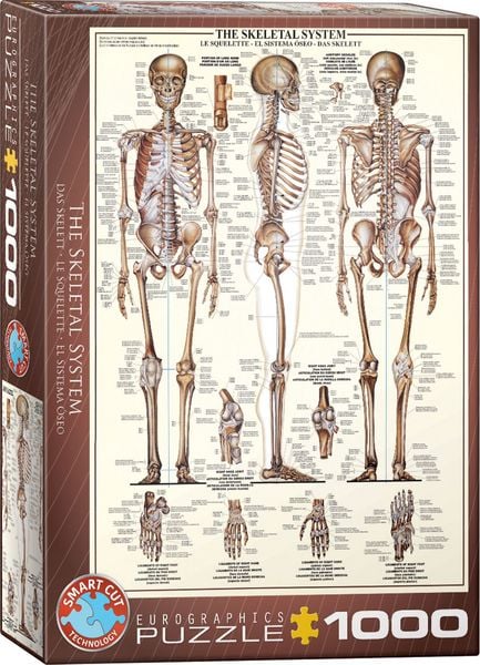 The Skeletal System