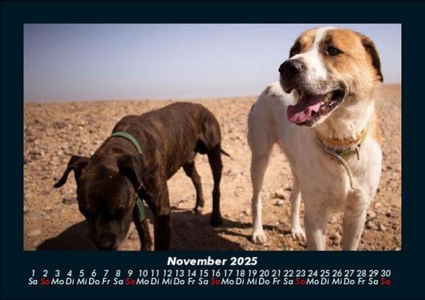 Produktbild: Hundezauber 2025 Fotokalender DIN A5