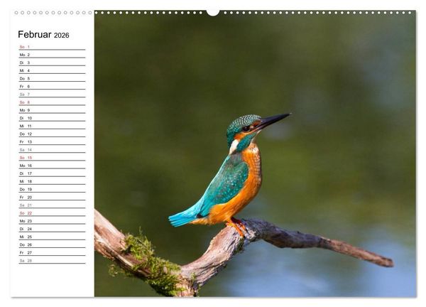 Produktbild: Eisv&ouml;gel (Wandkalender 2026 DIN A2 quer), CALVENDO Monatskalender