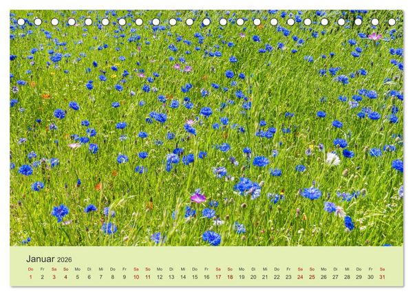 Produktbild: Wilde Blumen - ein Spaziergang durch die Natur (Tischkalender 2026 DIN A5 quer), CALVENDO Monatskalender