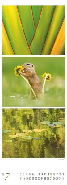 Produktbild: Colours of Nature - Triplets 2026 - Streifenkalender XXL 25x69 cm - Bildkalender im Hochformat - Naturkalender - Wandkalender - Wandplaner