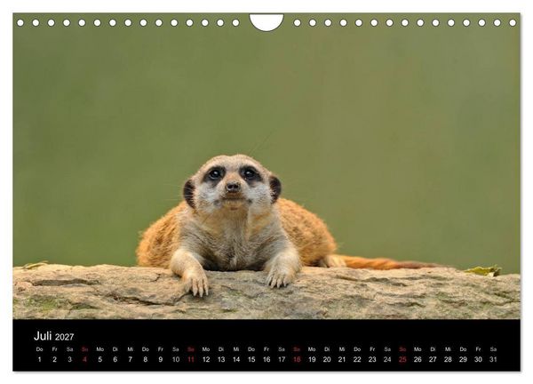 Produktbild: Erdm&auml;nnchen - Tierkinder (Wandkalender 2027 DIN A4 quer), CALVENDO Monatskalender