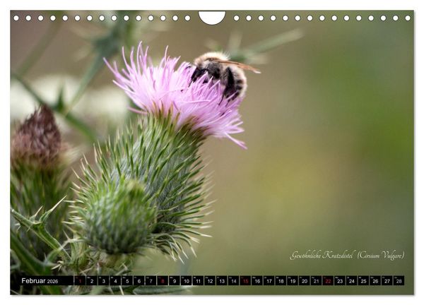 Produktbild: Zierbilder der Natur BLUMEN (Wandkalender 2026 DIN A4 quer), CALVENDO Monatskalender