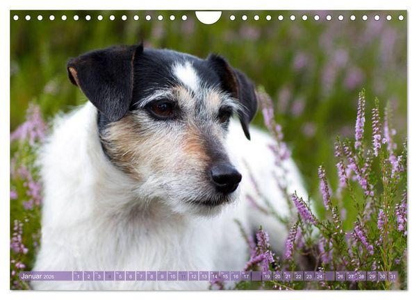 Produktbild: Faszination Terrier (Wandkalender 2026 DIN A4 quer), CALVENDO Monatskalender