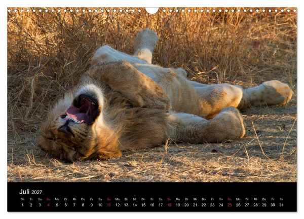 Produktbild: Afrikas Raubkatzen (Wandkalender 2027 DIN A3 quer), CALVENDO Monatskalender