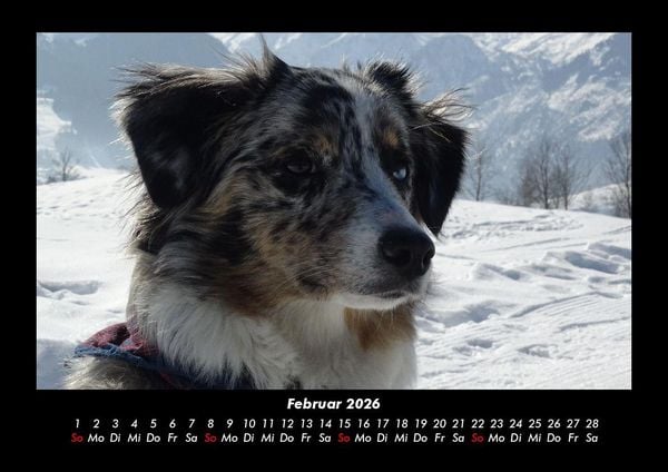 Produktbild: Hunde 2026 Fotokalender DIN A3