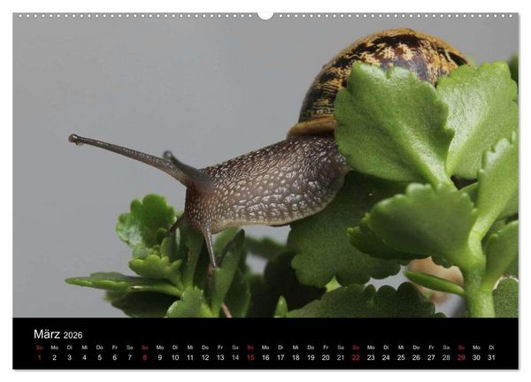 Produktbild: Lautlose Begleiter - Schnecken (Wandkalender 2026 DIN A2 quer), CALVENDO Monatskalender