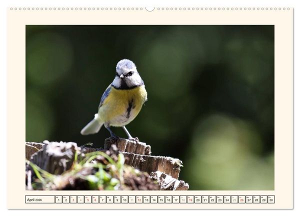 Produktbild: Gefiederte Sch&ouml;nheiten - Die Blaumeise (Wandkalender 2026 DIN A2 quer), CALVENDO Monatskalender