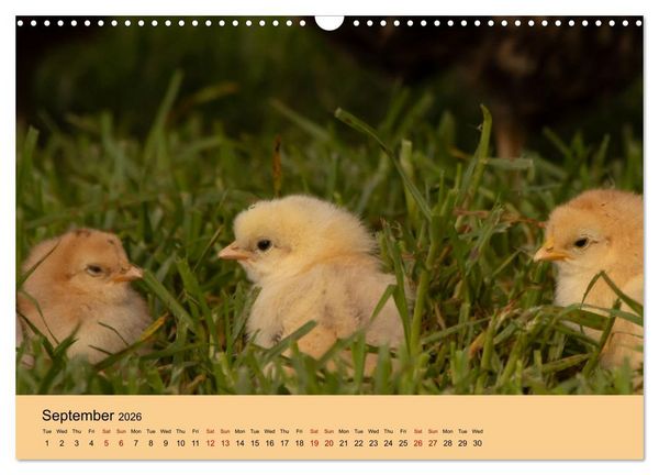 Produktbild: Our farm animals (Wall Calendar 2026 DIN A3 landscape), CALVENDO 12 Month Wall Calendar