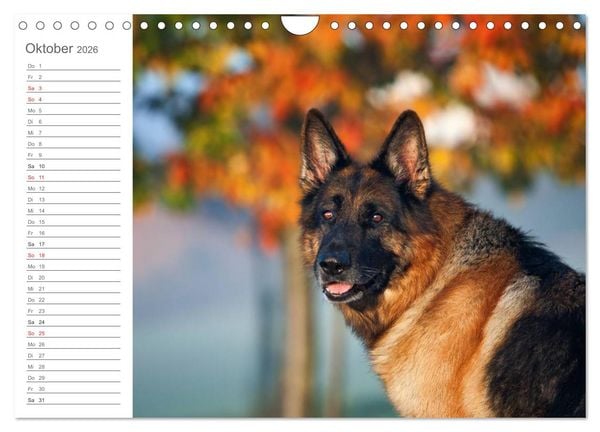 Produktbild: Deutsche Sch&auml;ferhunde Seelentr&ouml;ster (Wandkalender 2026 DIN A4 quer), CALVENDO Monatskalender