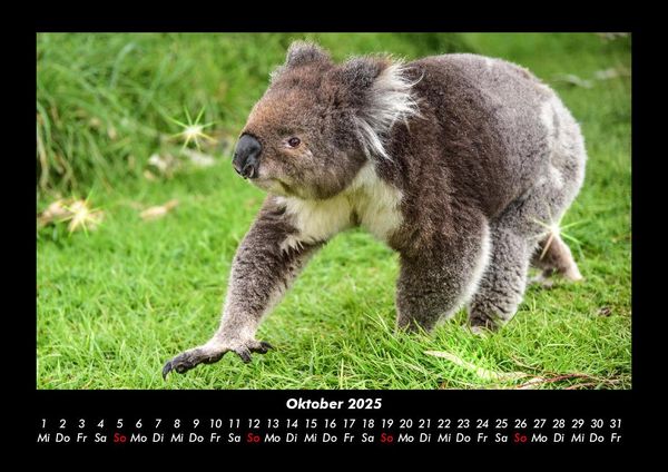 Produktbild: Koala 2025 Fotokalender DIN A3