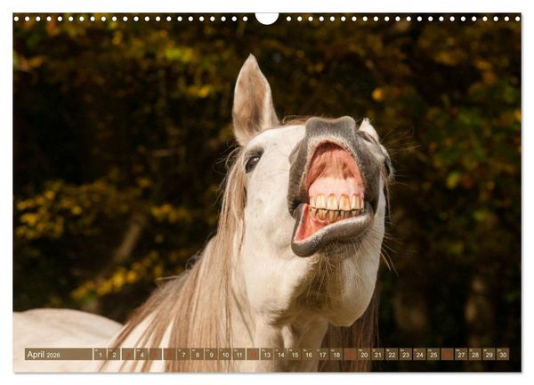 Produktbild: Das Lachen der Pferde - Lustige Gesichter (Wandkalender 2026 DIN A3 quer), CALVENDO Monatskalender